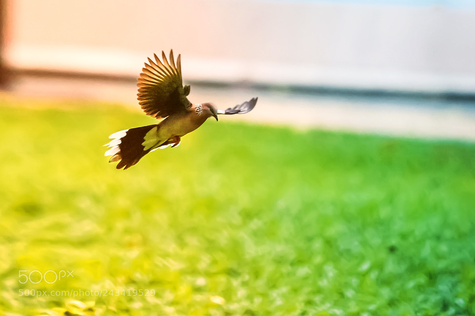 Canon EOS 5D sample photo. Pigeon flying on grass photography