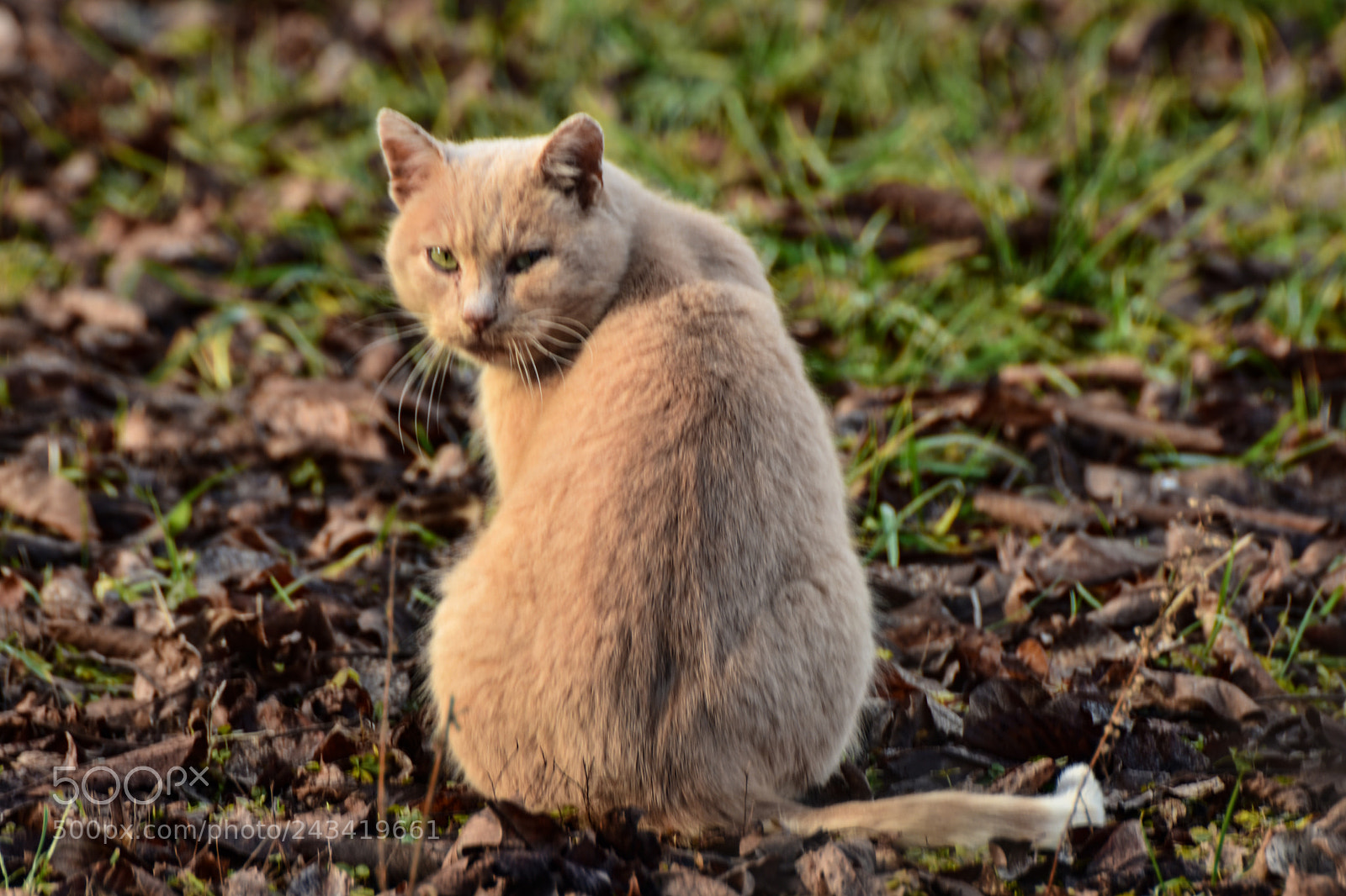 Nikon D7200 sample photo. Untitled photography