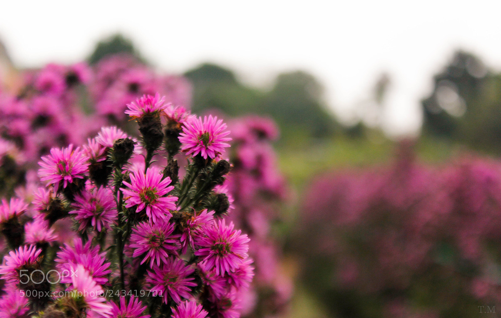 Canon EOS 60D sample photo. Vietnamese photography