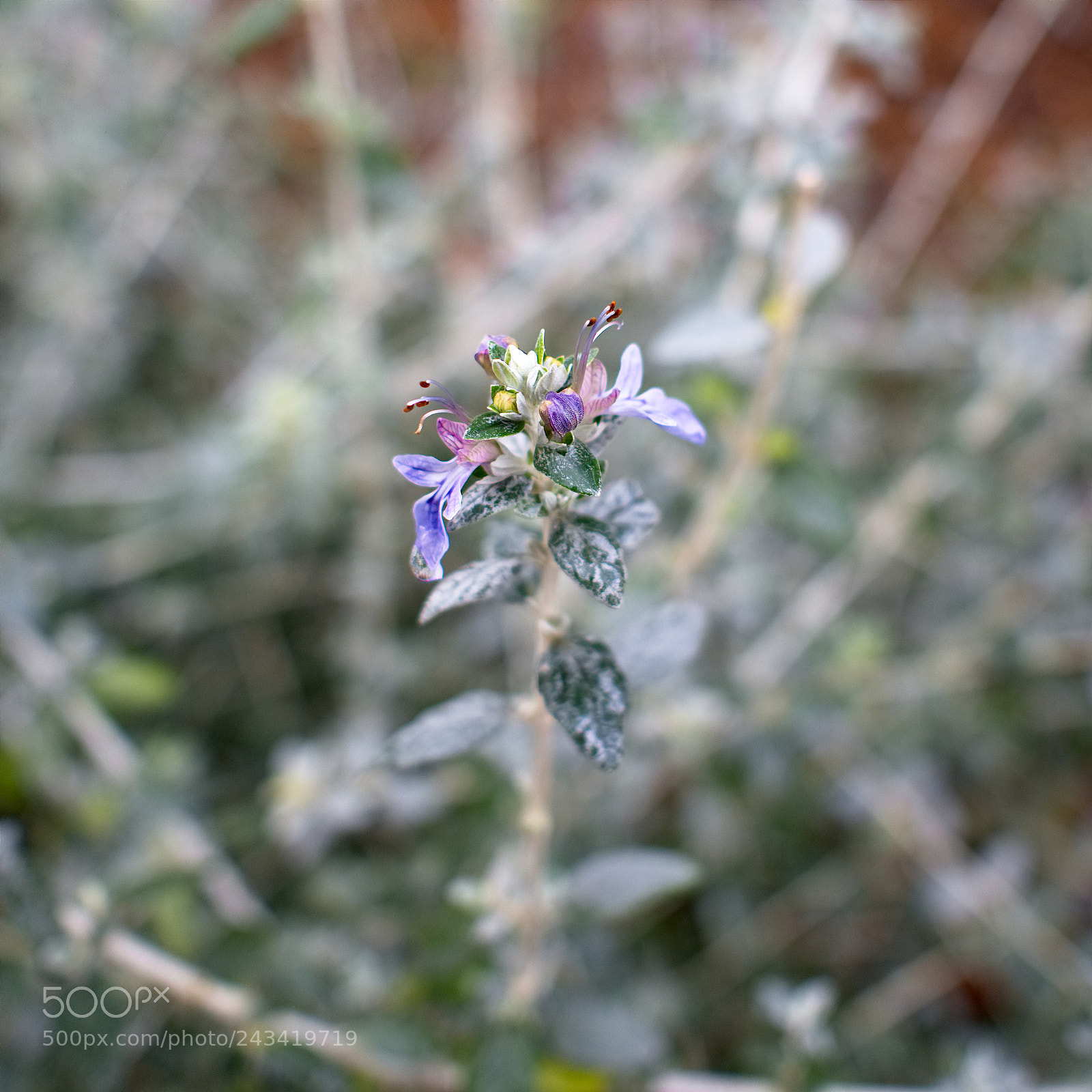 Panasonic Lumix DC-GH5 sample photo. Fleurs d'hiver photography