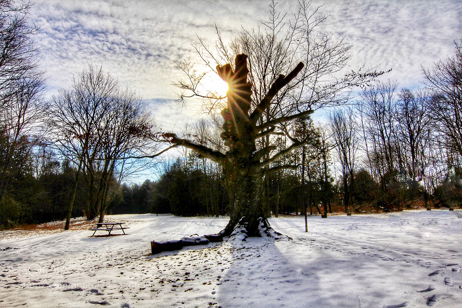 Canon EOS 60D sample photo. Tree photography