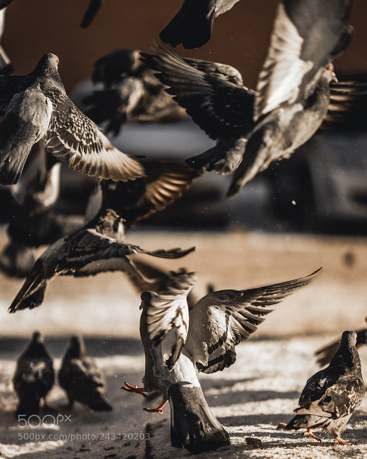 Sony a7 II sample photo. Pigeons photography