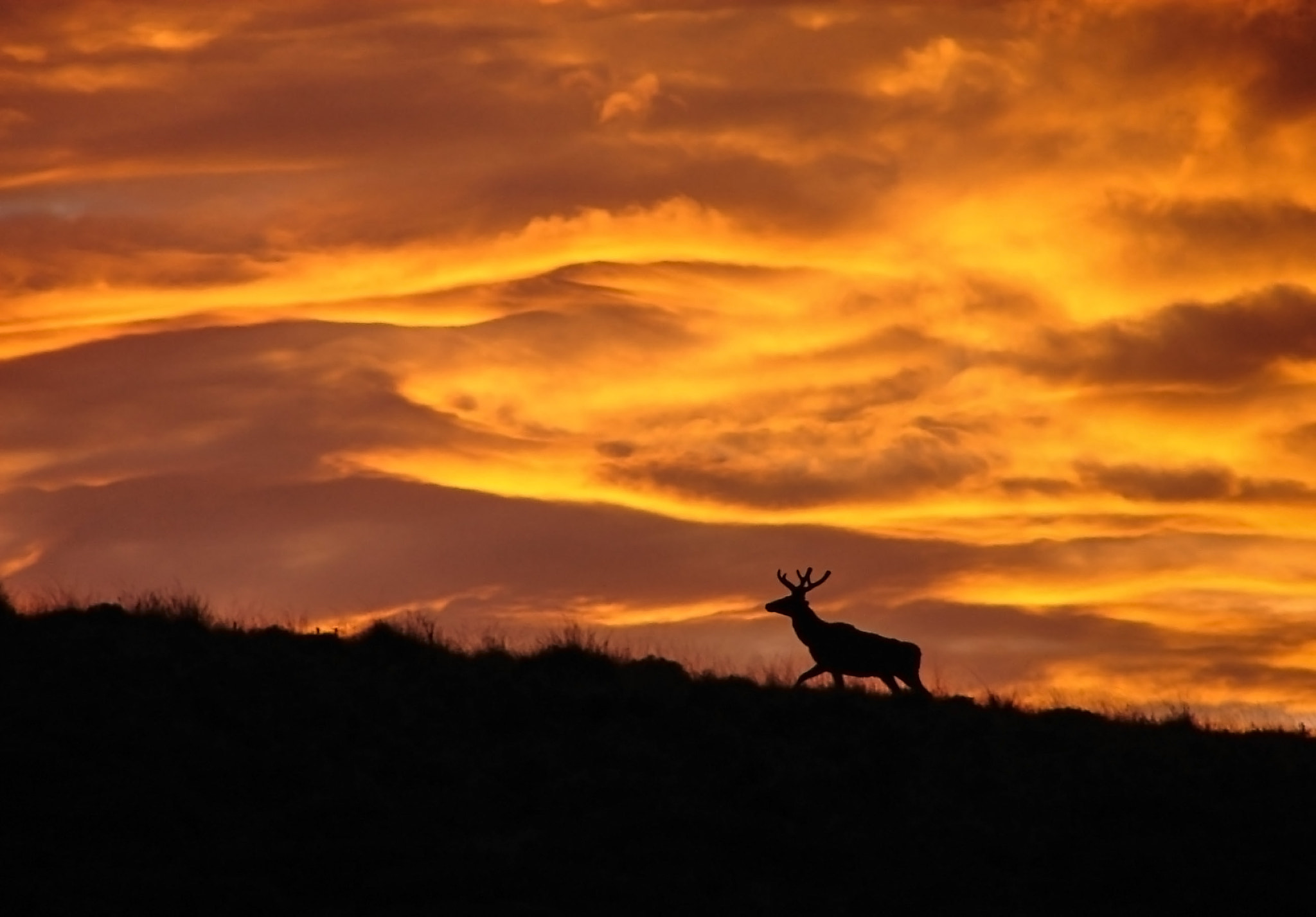 Sony DSC-H1 sample photo. Red deer in to the patagonian sunset photography