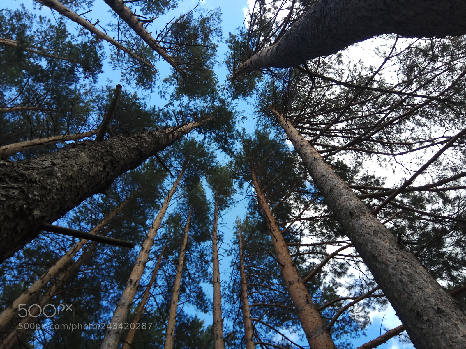 Xiaomi Redmi Note 4 sample photo. Forest photography