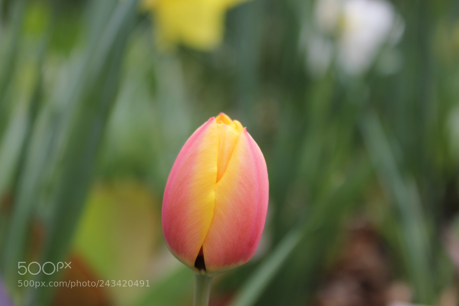 Canon EF-S 18-55mm F3.5-5.6 IS sample photo. Tulips edward's garden, toronto photography