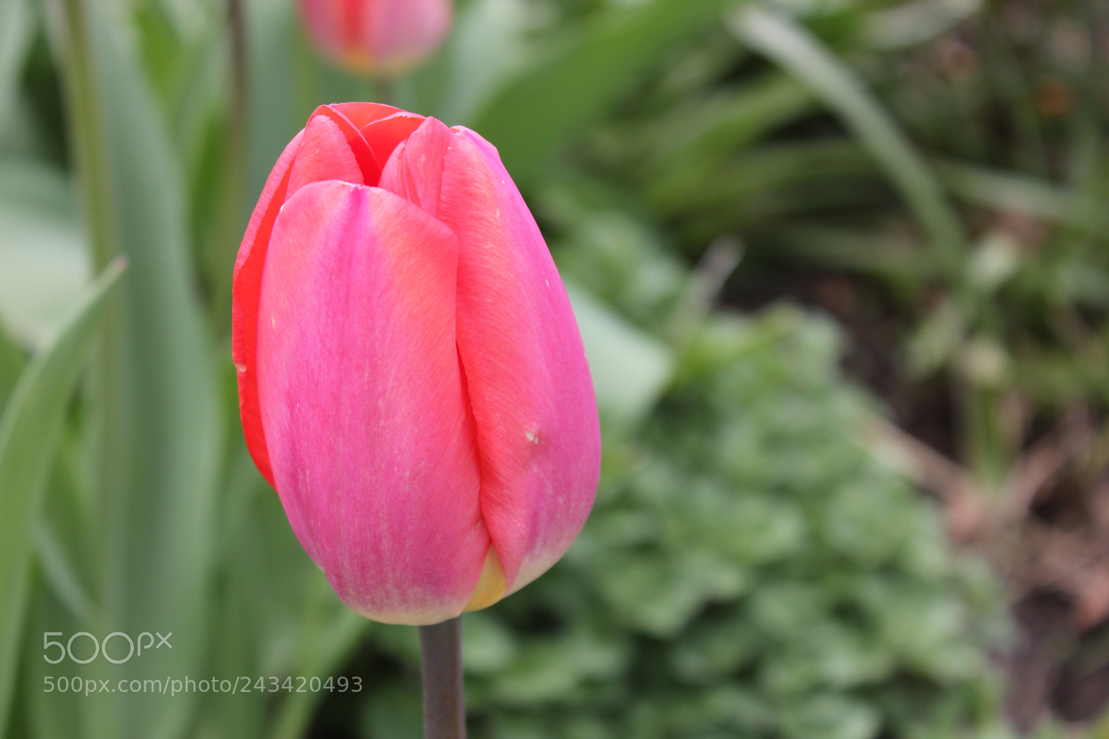 Canon EF-S 18-55mm F3.5-5.6 IS sample photo. Tulips edward's garden, toronto photography