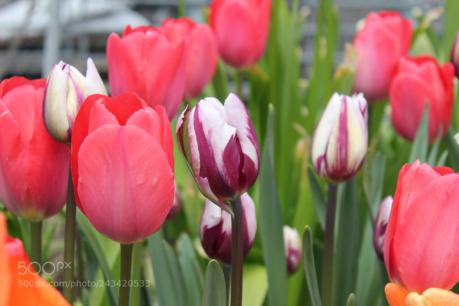Canon EF-S 18-55mm F3.5-5.6 IS sample photo. Tulips edward's garden, toronto photography
