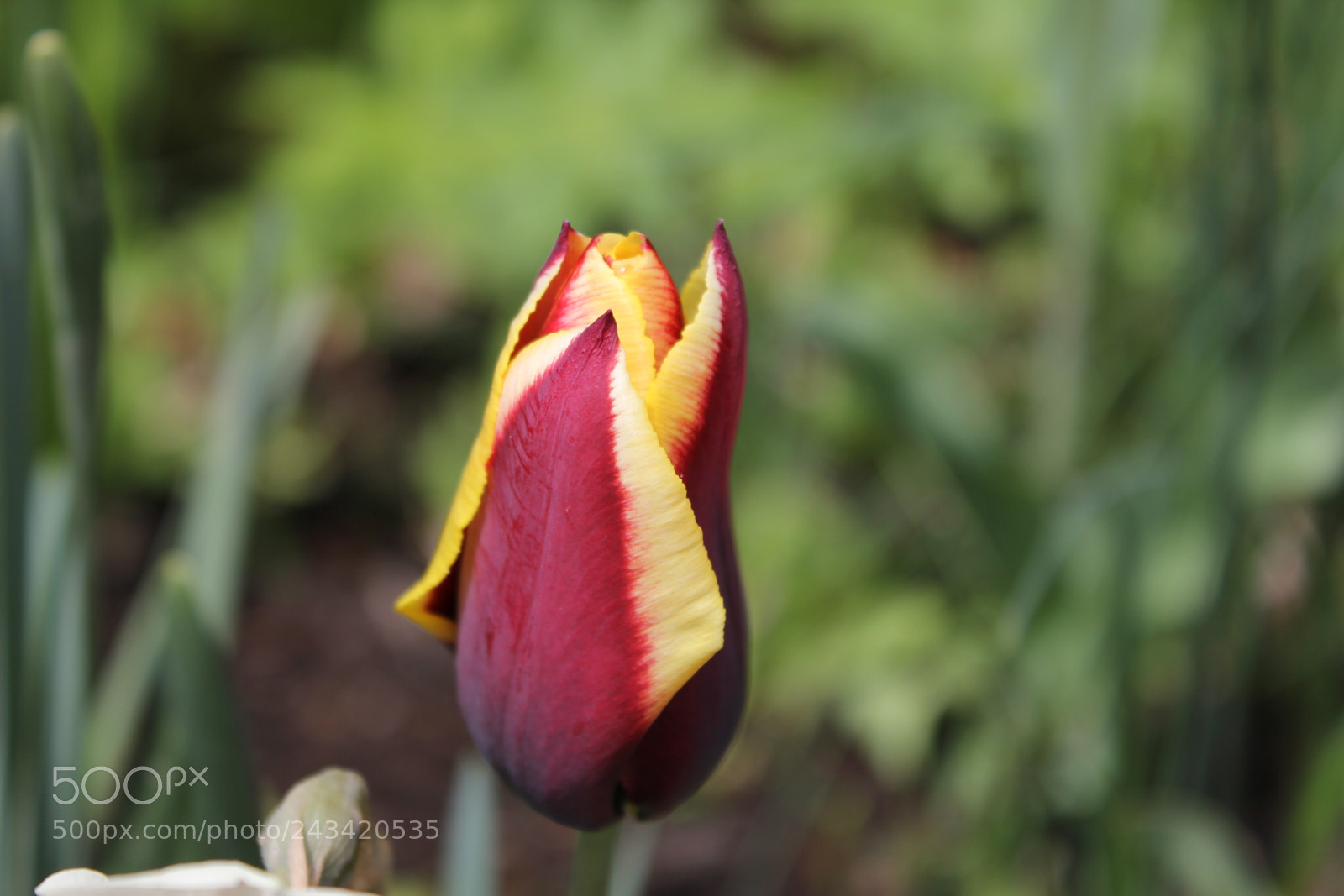 Canon EF-S 18-55mm F3.5-5.6 IS sample photo. Tulips edward's garden, toronto photography