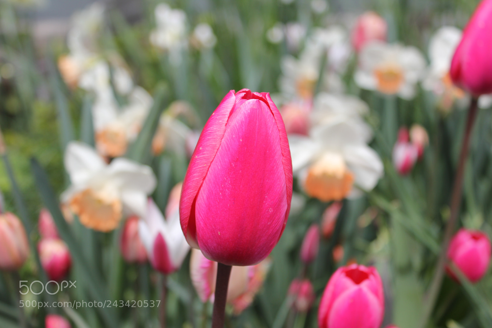Canon EF-S 18-55mm F3.5-5.6 IS sample photo. Tulips edward's garden, toronto photography
