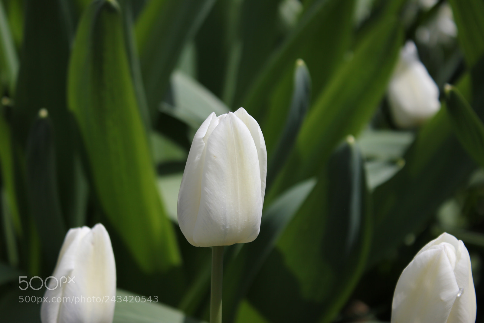 Canon EF-S 18-55mm F3.5-5.6 IS sample photo. Tulips edward's garden, toronto photography