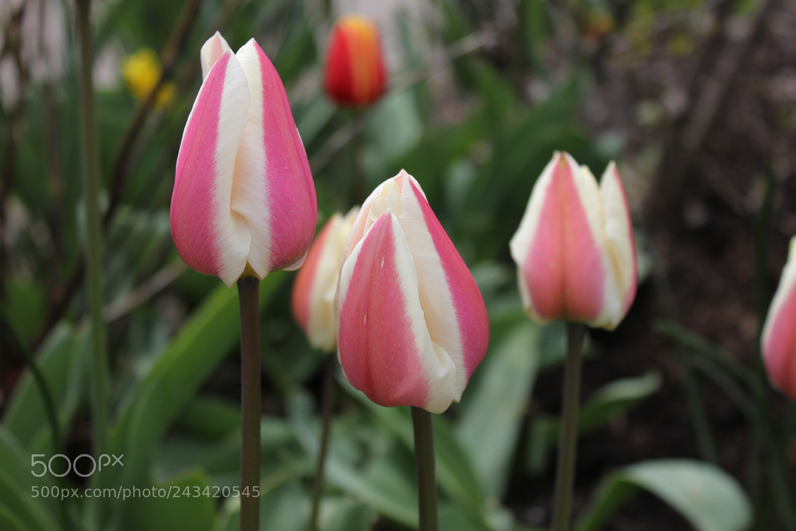 Canon EF-S 18-55mm F3.5-5.6 IS sample photo. Tulips edward's garden, toronto photography