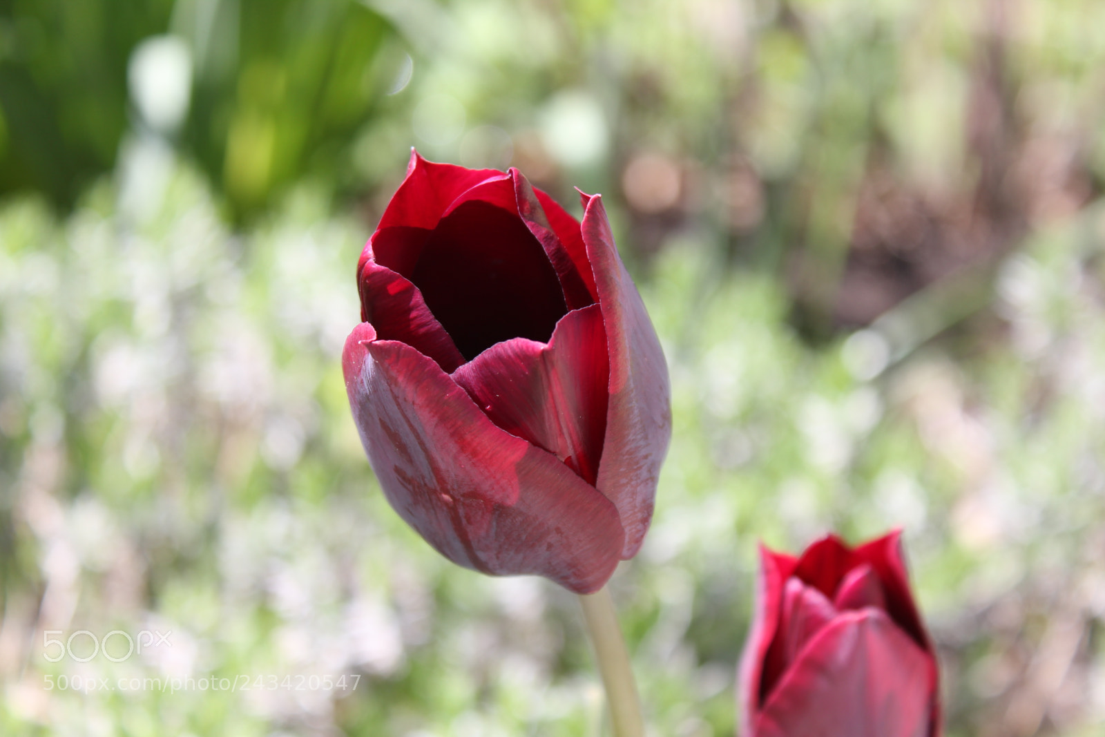 Canon EF-S 18-55mm F3.5-5.6 IS sample photo. Tulips edward's garden, toronto photography