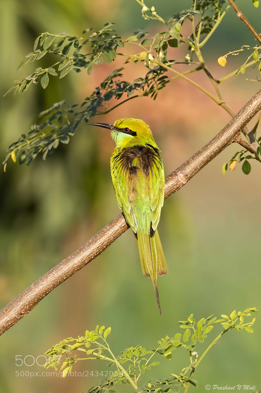 Canon EOS 7D Mark II sample photo. Greenbeeeater photography