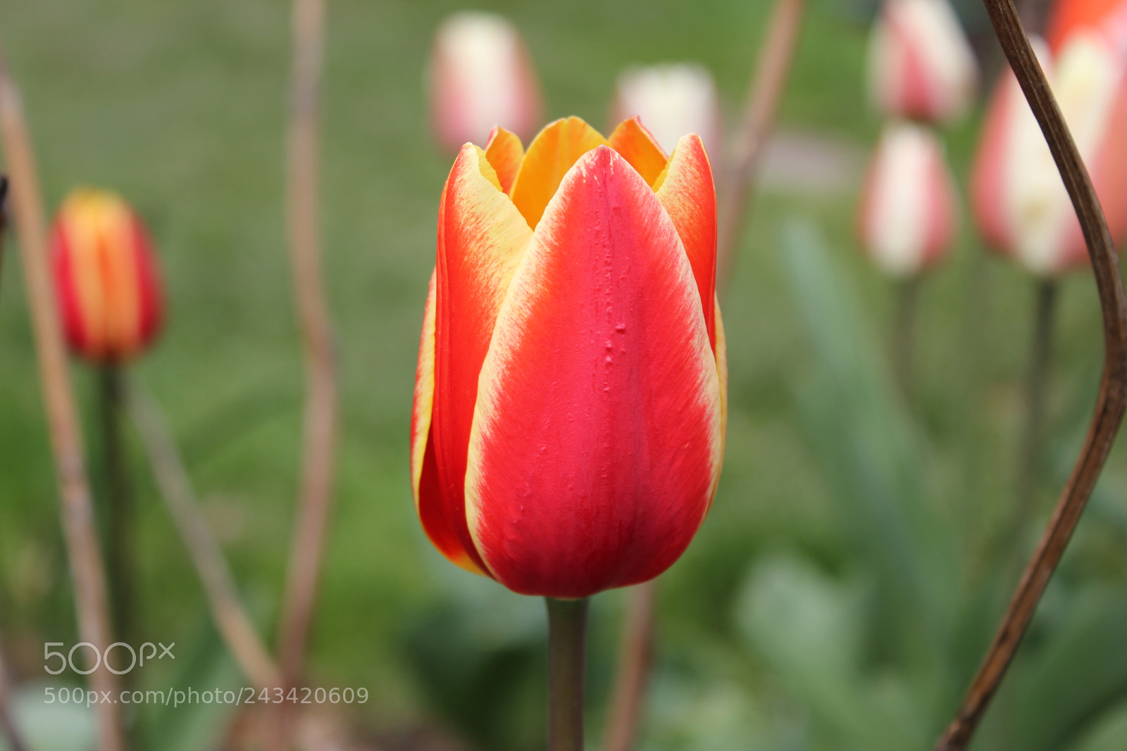 Canon EF-S 18-55mm F3.5-5.6 IS sample photo. Tulips edward's garden, toronto photography