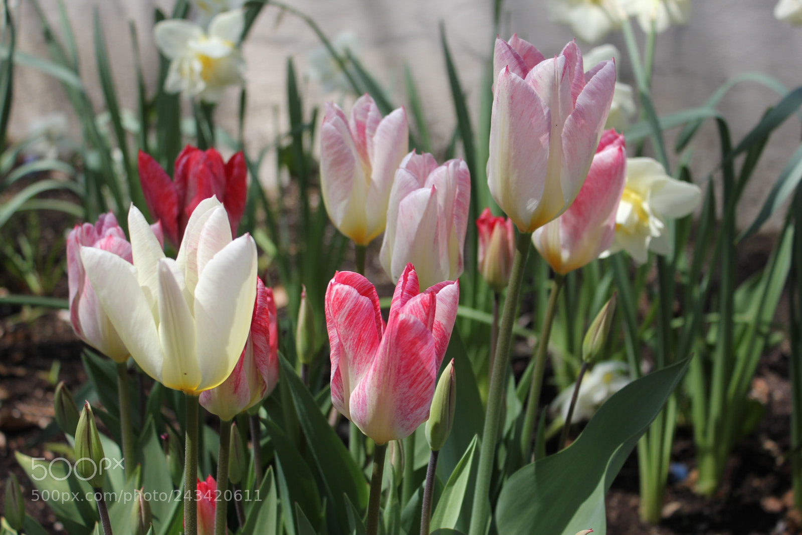 Canon EF-S 18-55mm F3.5-5.6 IS sample photo. Tulips edward's garden, toronto photography