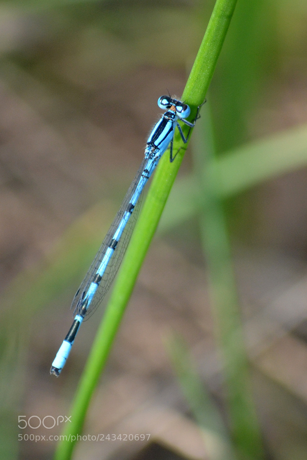 Nikon D5100 sample photo. Dragonfly photography