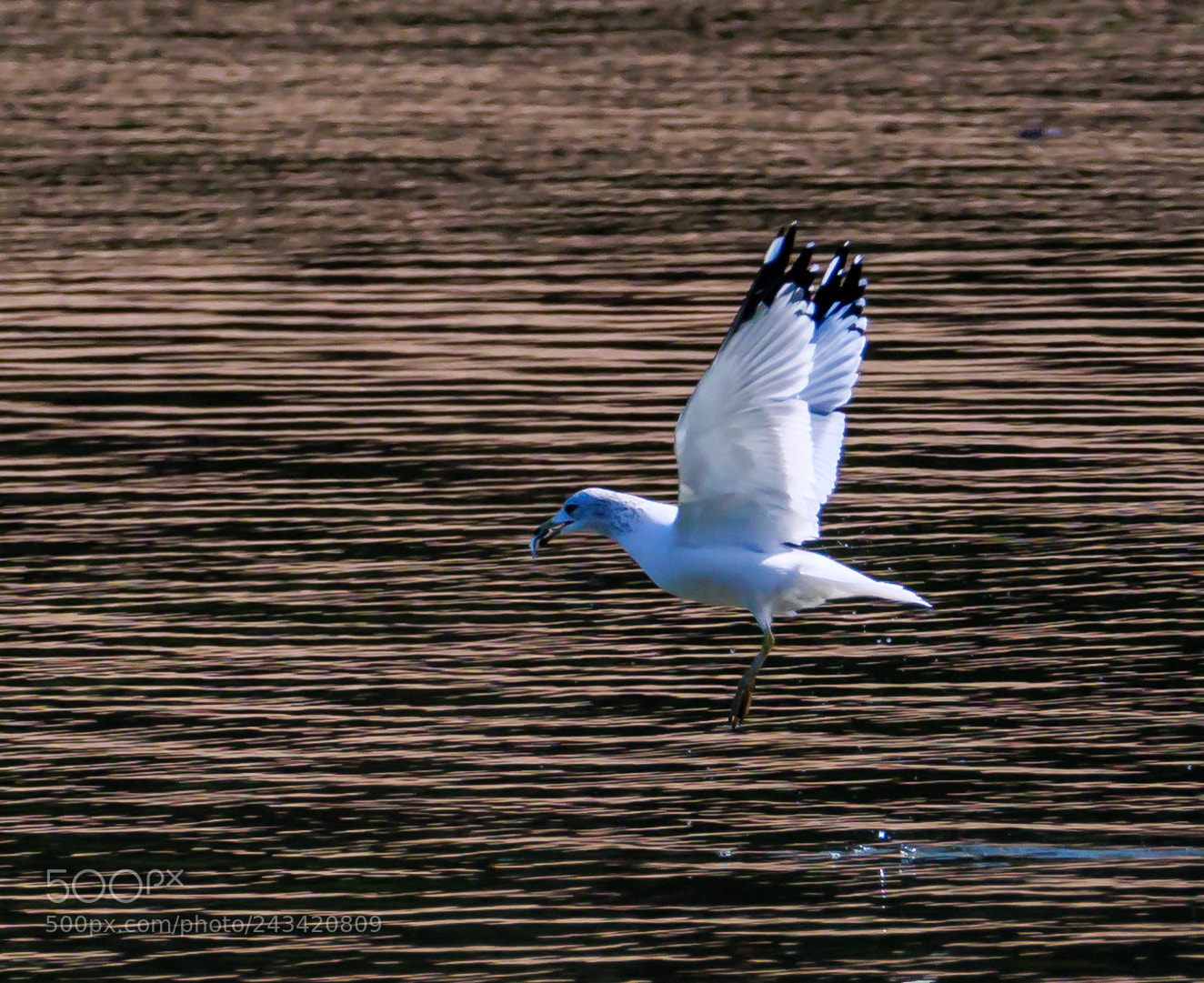 Panasonic Lumix DC-G9 sample photo. Ring gull (of ) photography