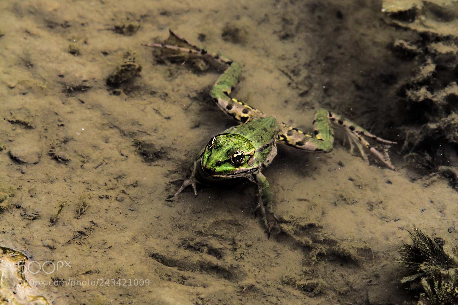 Canon EOS 60D sample photo. Frog photography