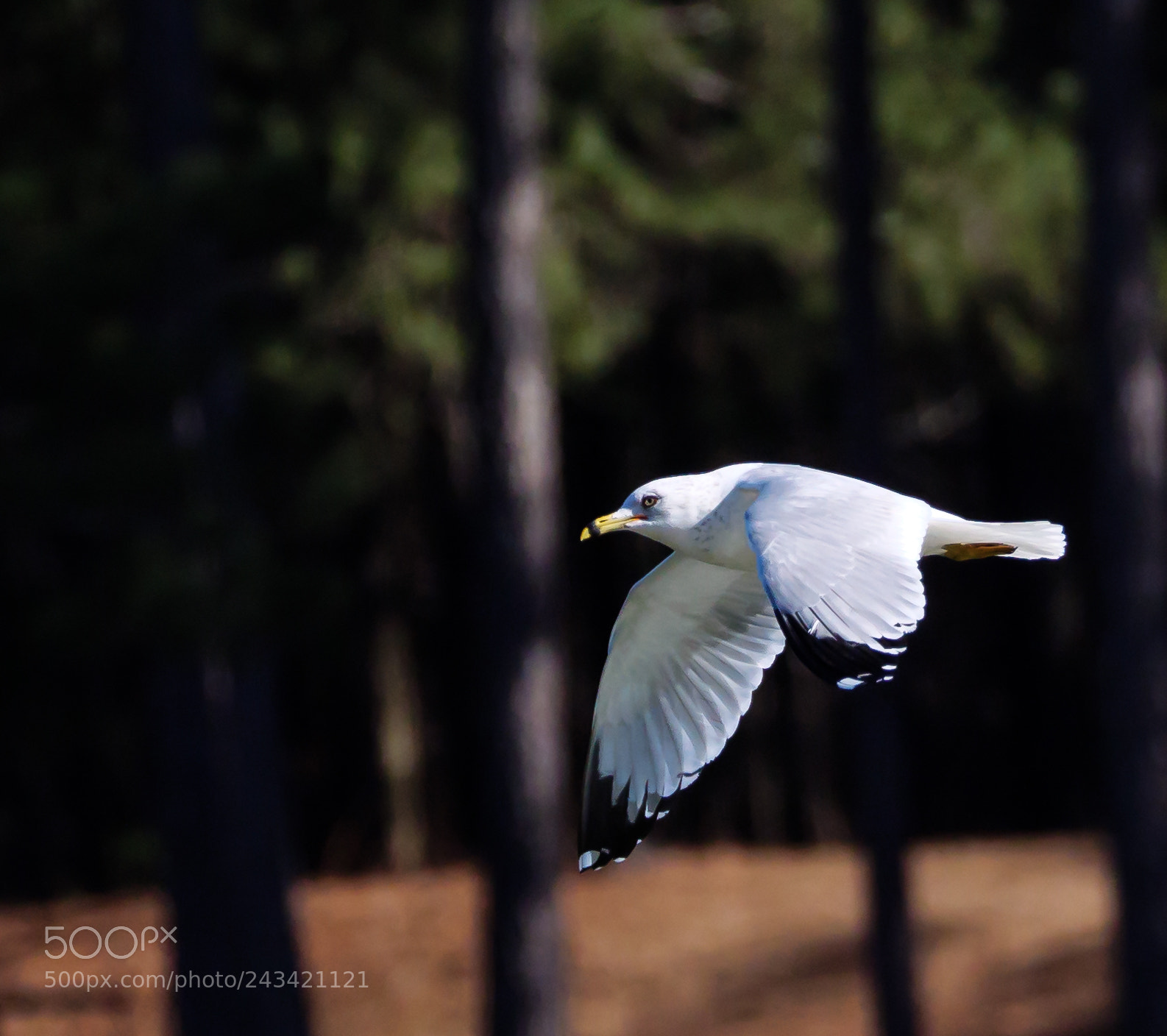 Panasonic Lumix DC-G9 sample photo. Ring gull photography