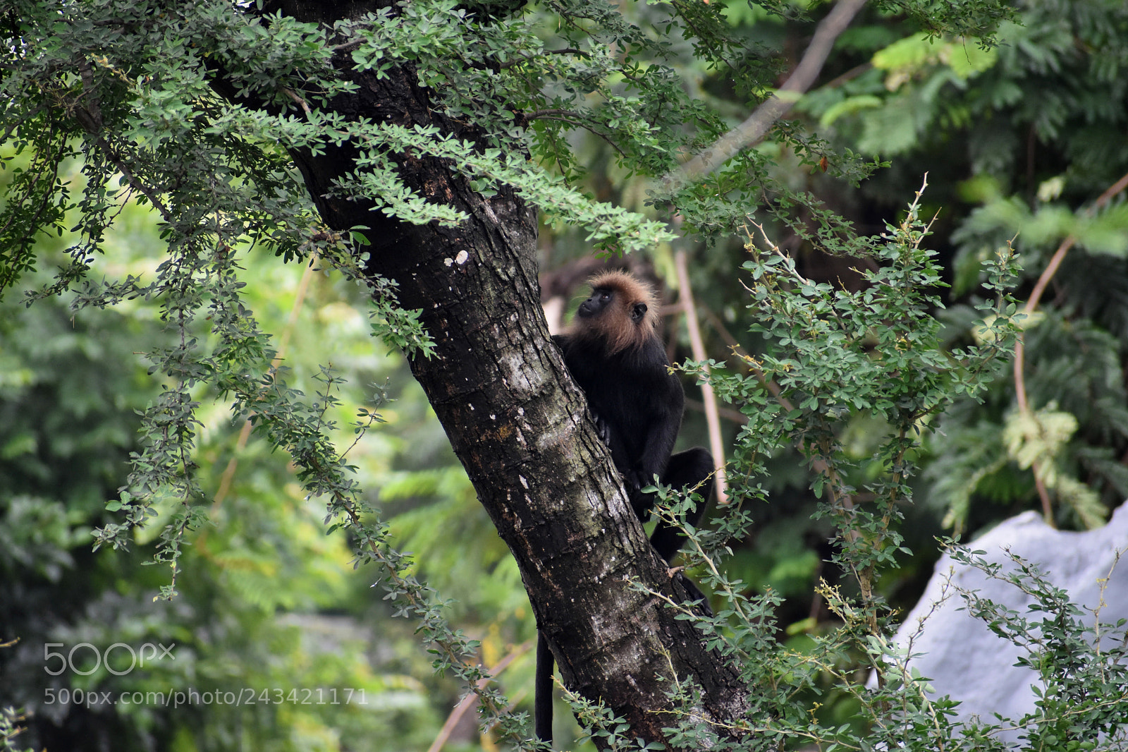 Nikon D3400 sample photo. Lion tailed macaque photography