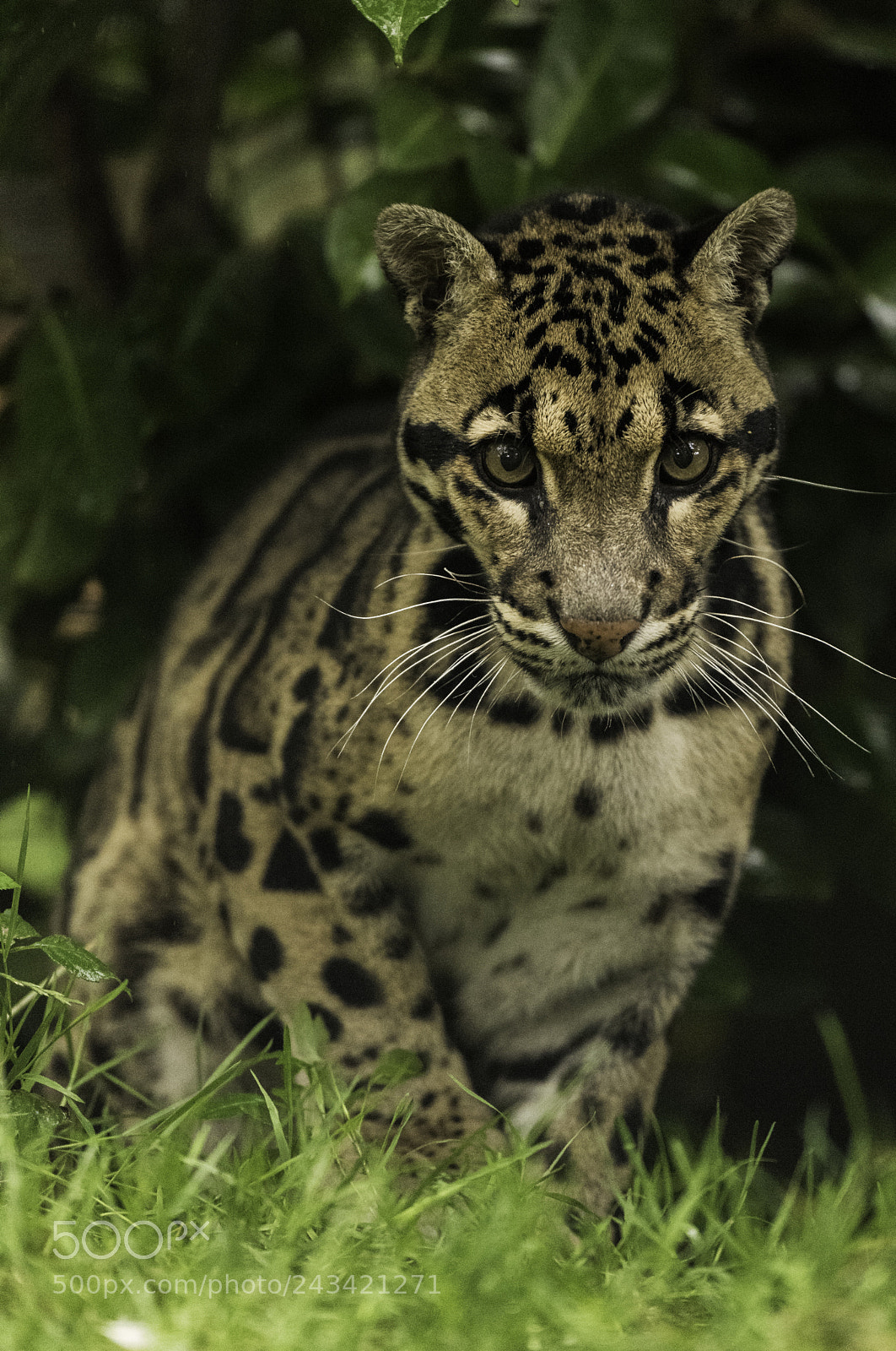 Nikon D810 sample photo. Clouded leopard series photography