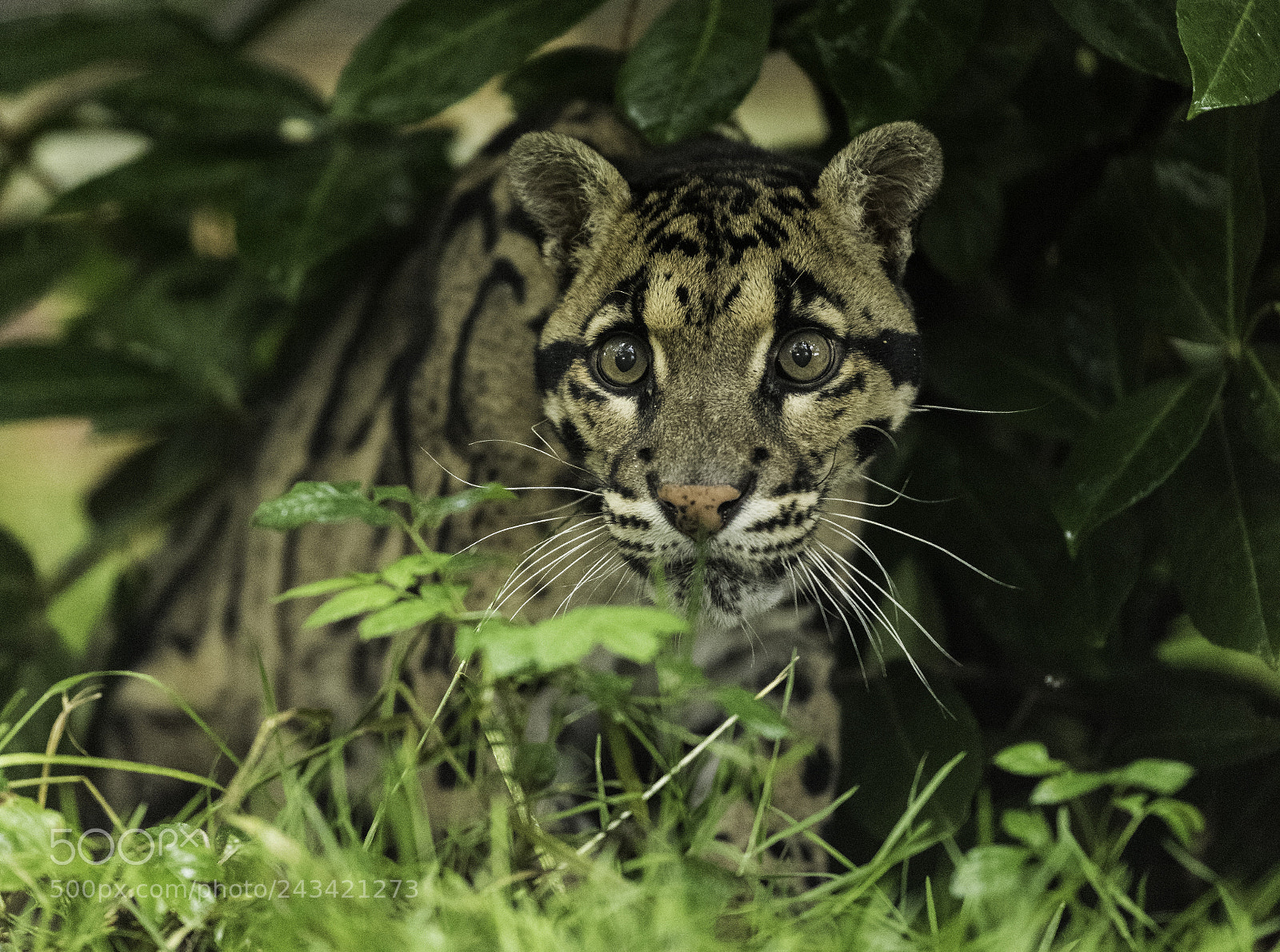 Nikon D810 sample photo. Clouded leopard series photography