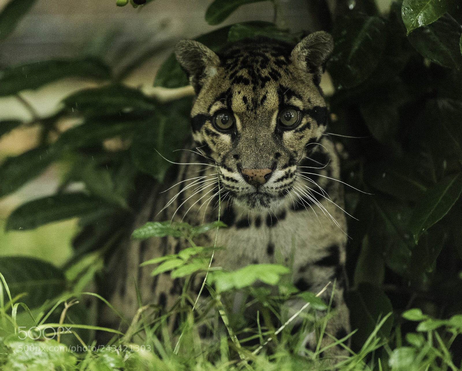 Nikon D810 sample photo. Clouded leopard series photography