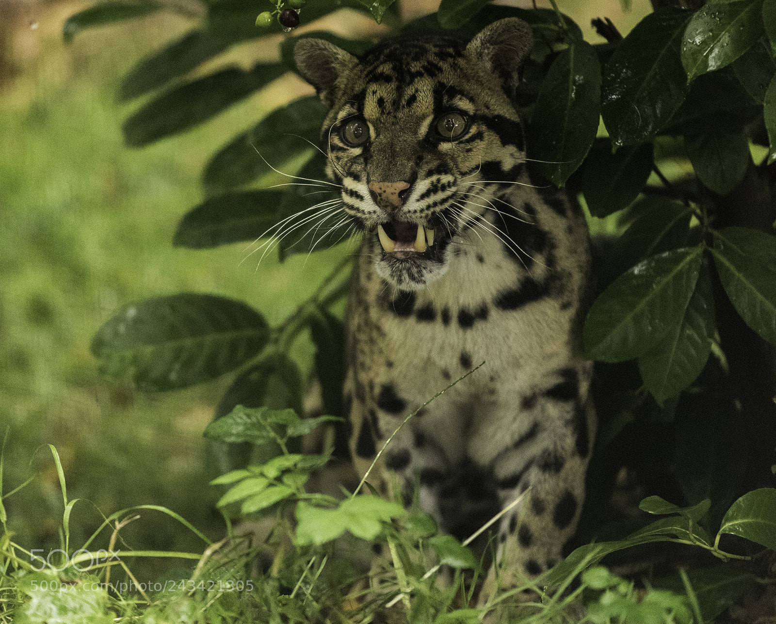 Nikon D810 sample photo. Clouded leopard series photography