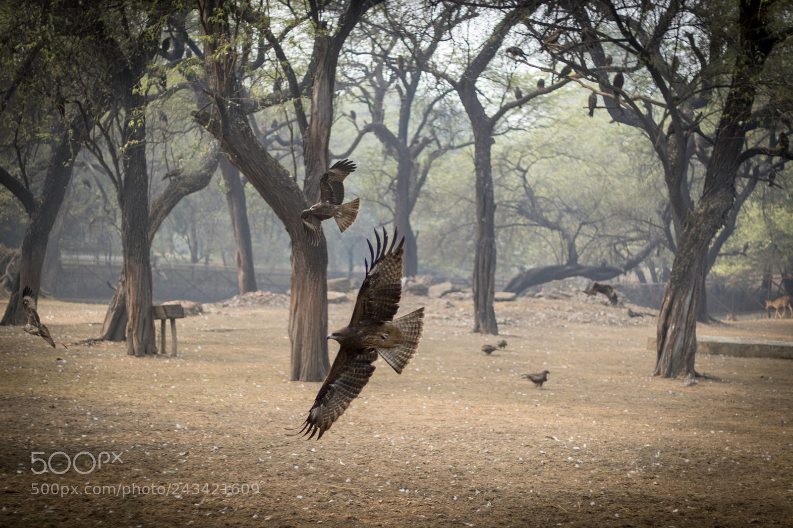 Canon EOS 77D (EOS 9000D / EOS 770D) sample photo. Eagle with 50 photography