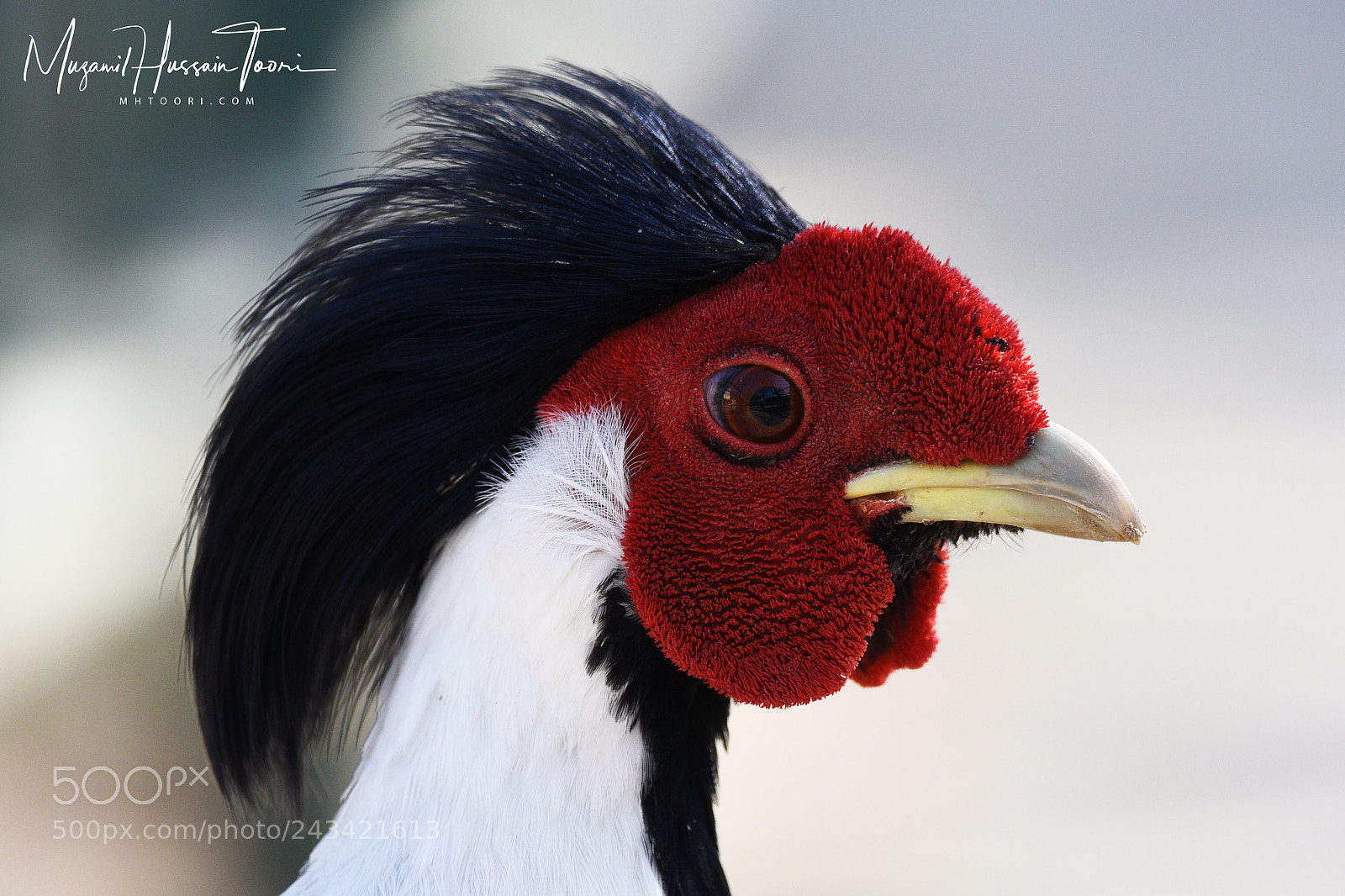 Nikon D810 sample photo. Silver pheasant photography