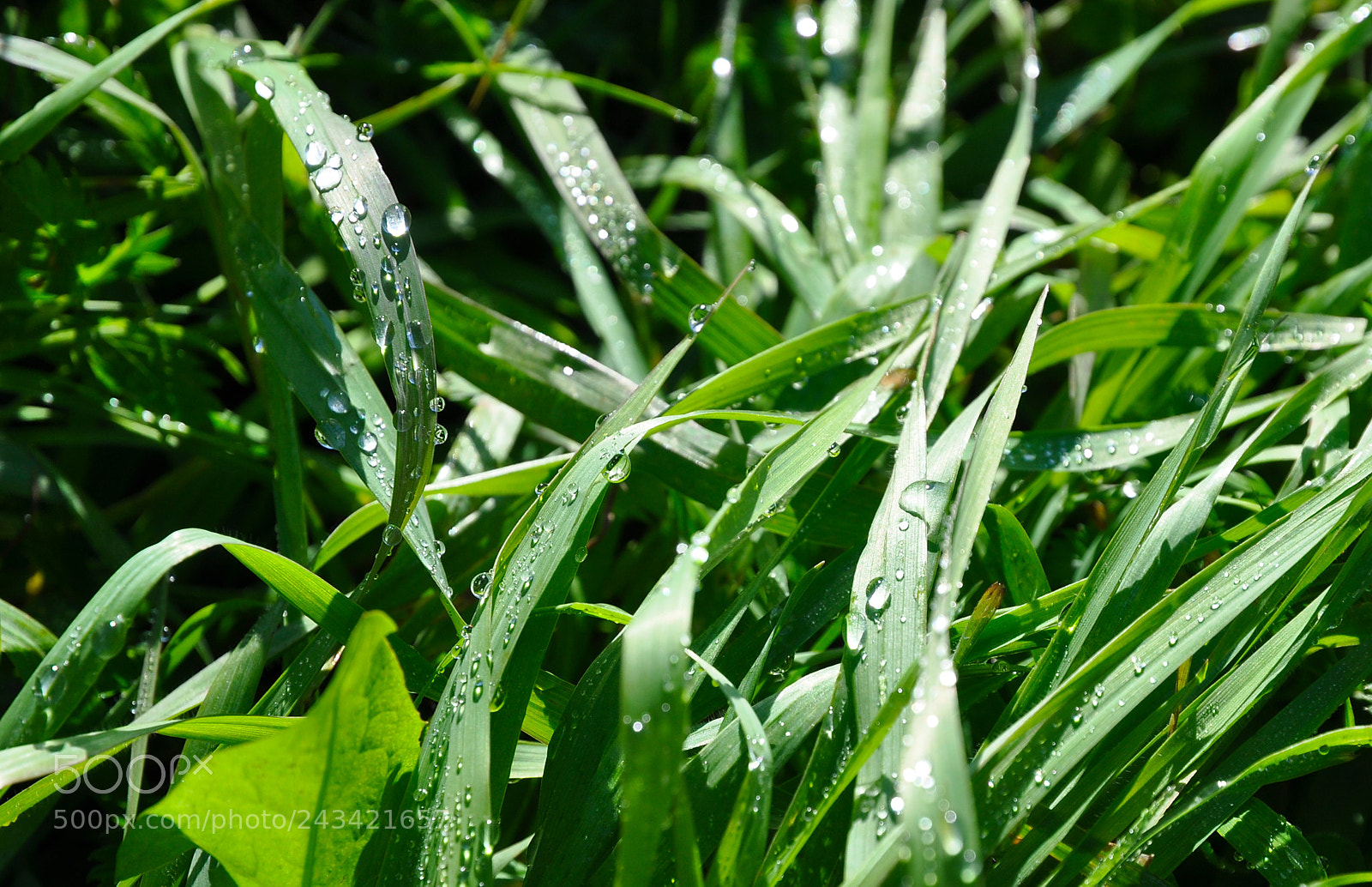 Nikon D90 sample photo. Morning  grass photography