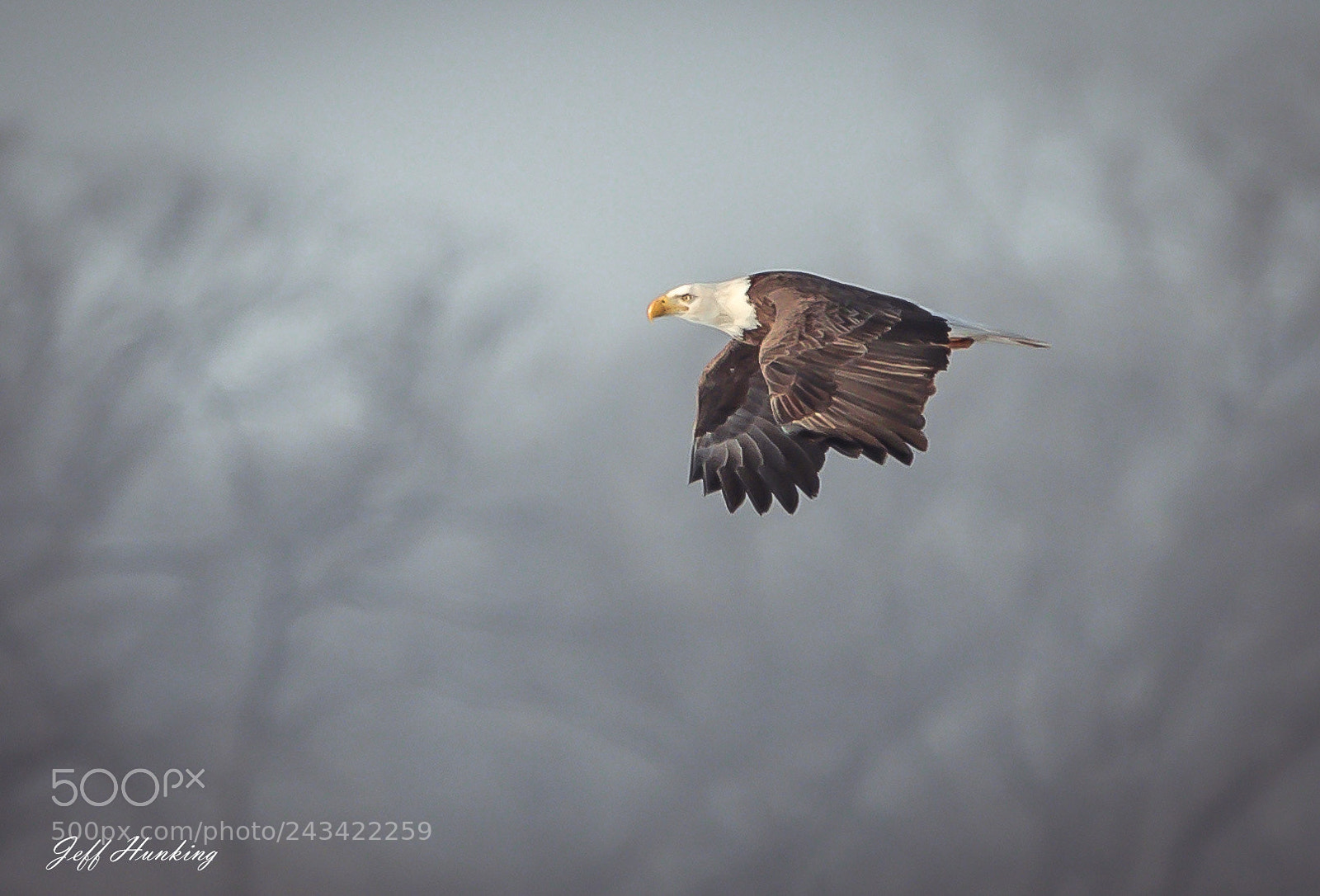 Canon EOS 7D Mark II sample photo. Lord of the sky photography