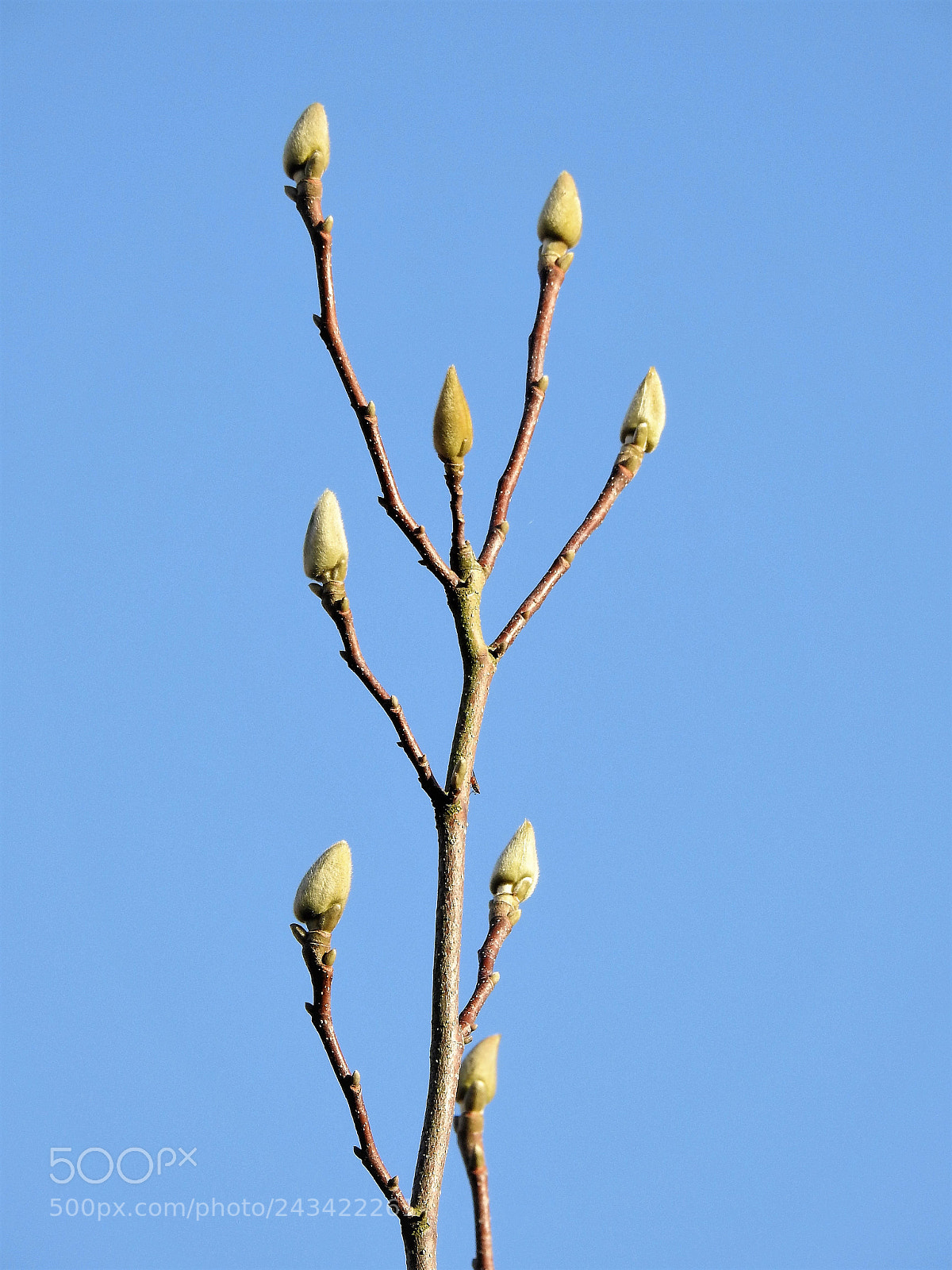 Nikon Coolpix P900 sample photo. Springtime in preparation photography