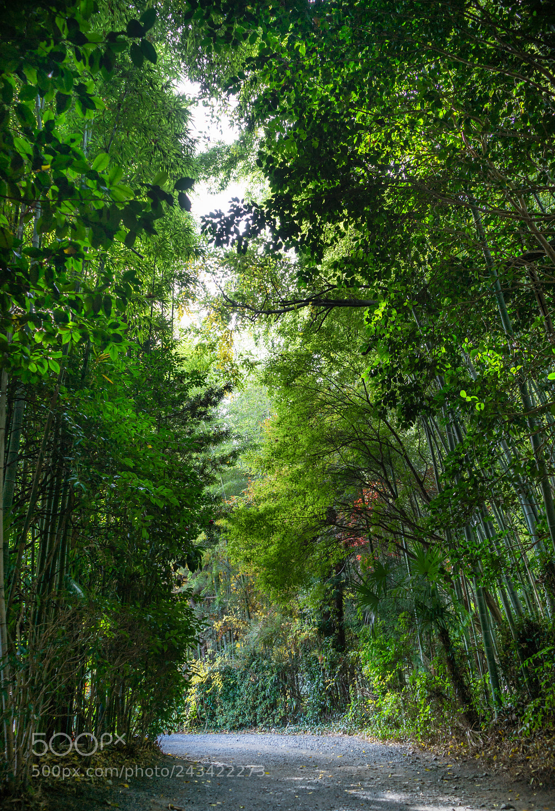 Sony a7 II sample photo. Untitled photography