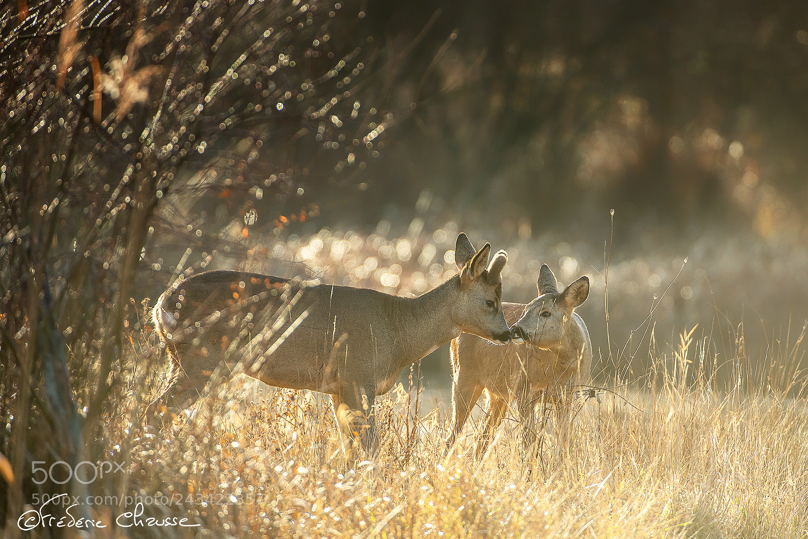 Nikon D800E sample photo. Tenderness photography