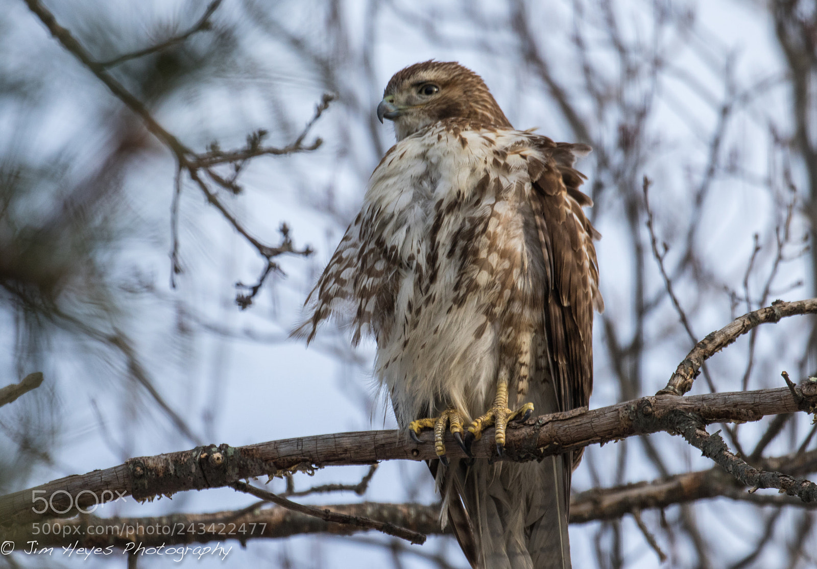Canon EOS 7D Mark II sample photo. Red tail hawk in photography