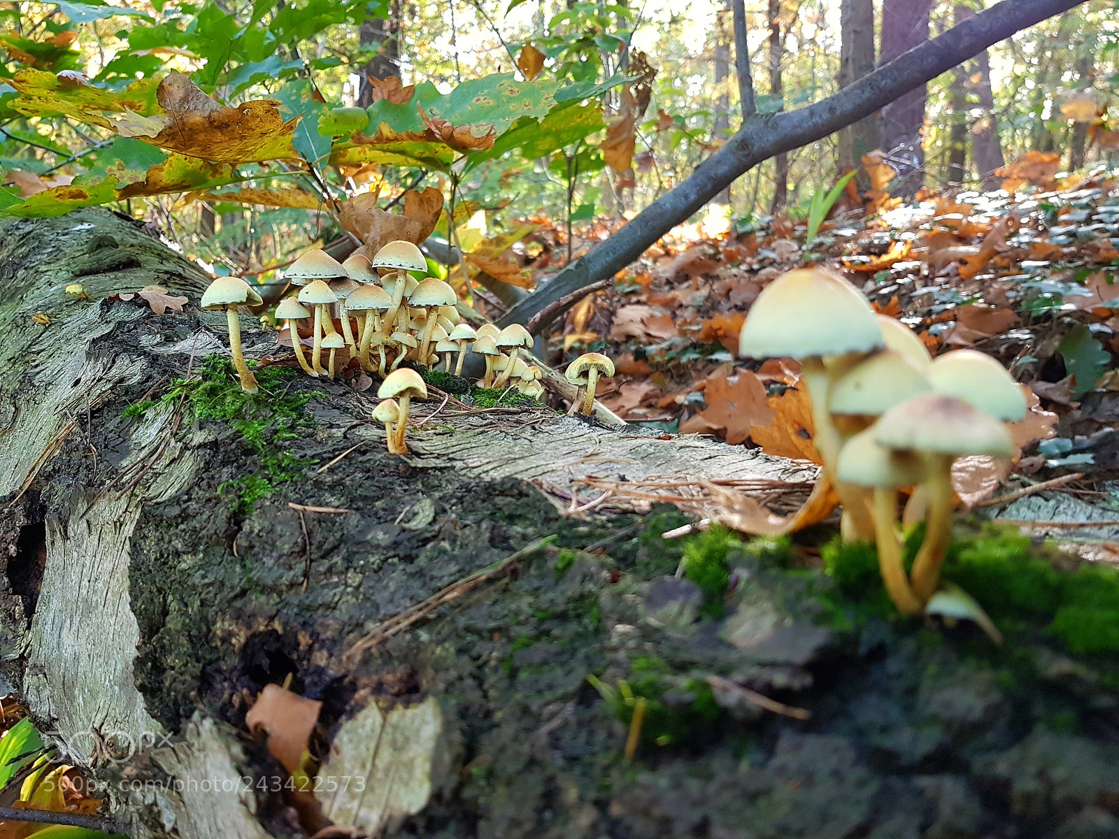 Samsung Galaxy S8 sample photo. Untitled photography
