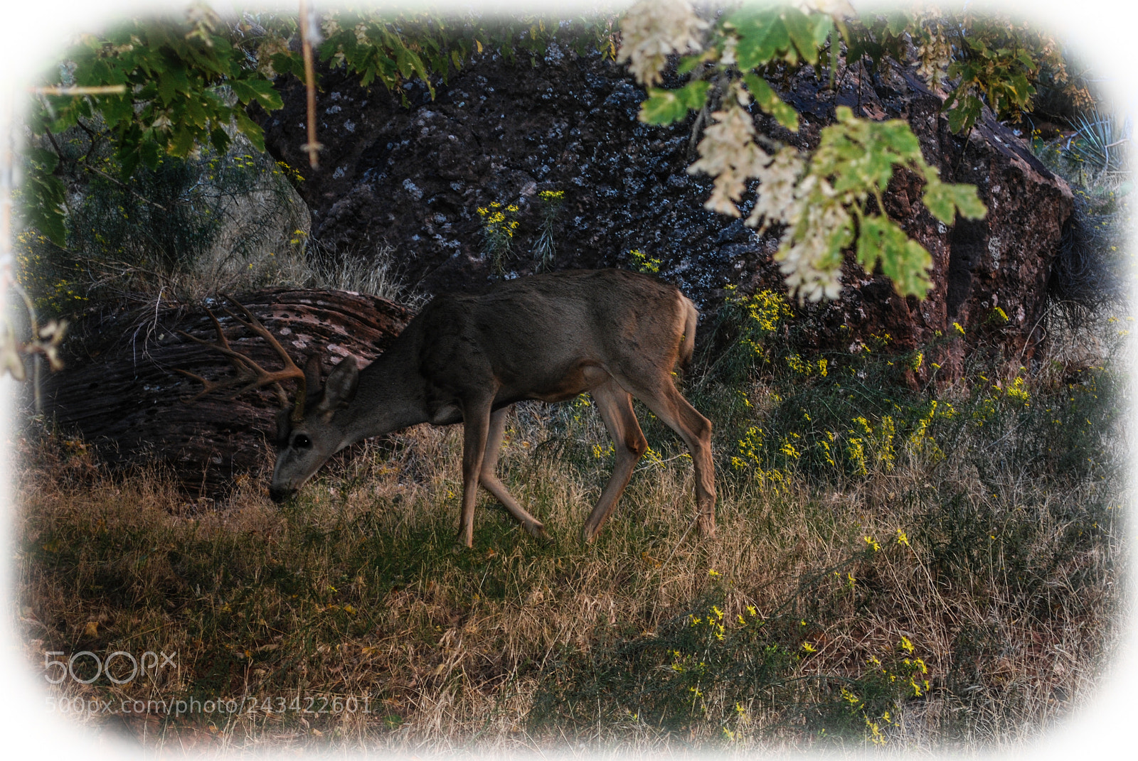 Nikon D60 sample photo. My choice photography