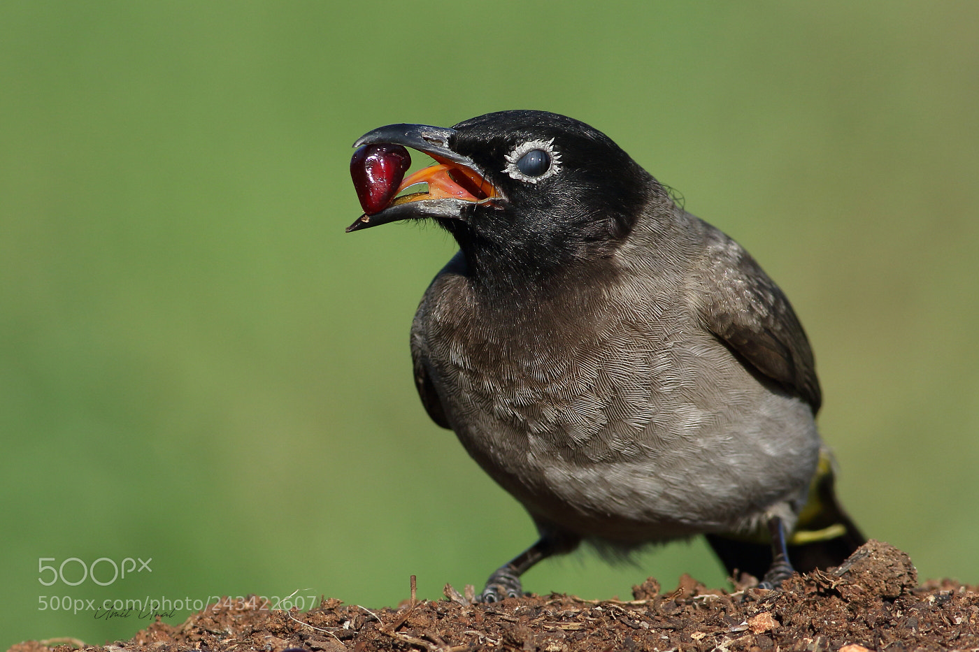 Canon EOS 7D Mark II sample photo. White-spectacled bulbul photography
