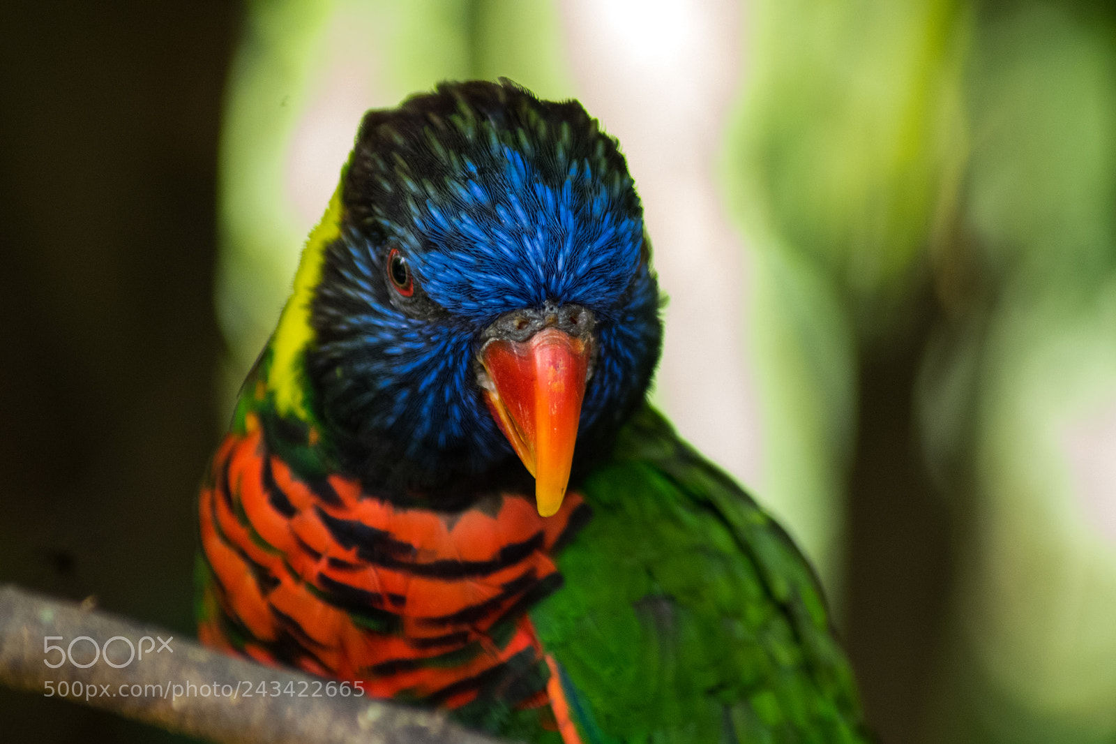 Nikon D5500 sample photo. Angry bird photography