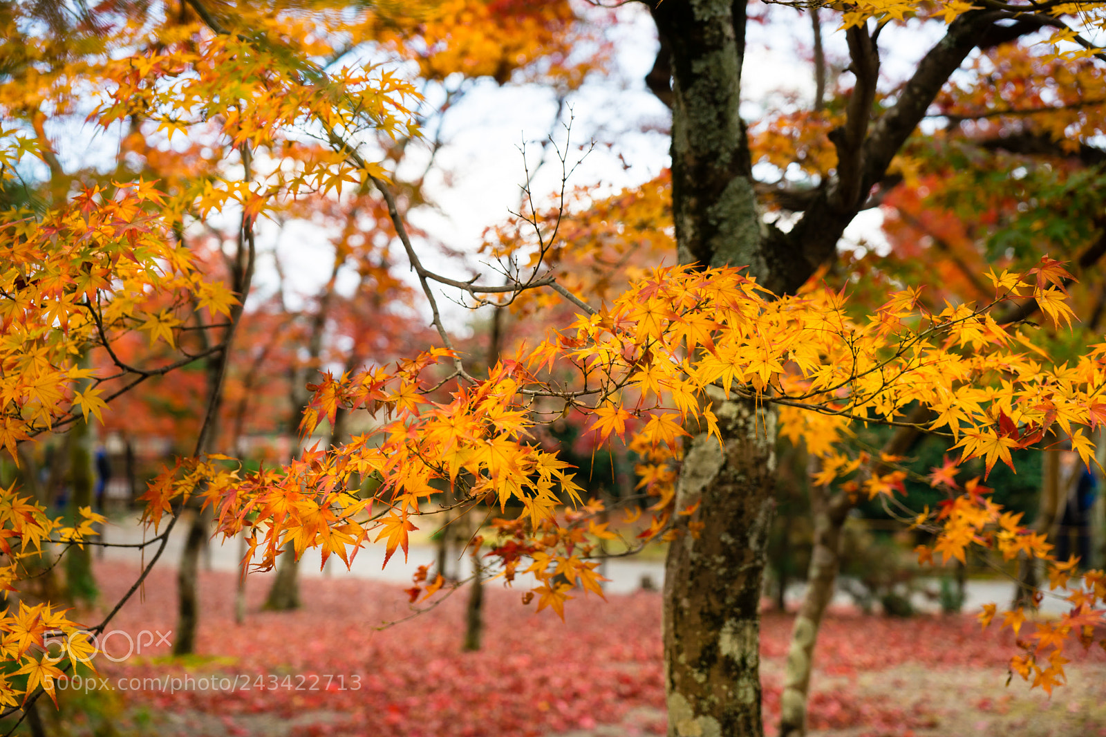 Sony a7 II sample photo. Kyoto photography