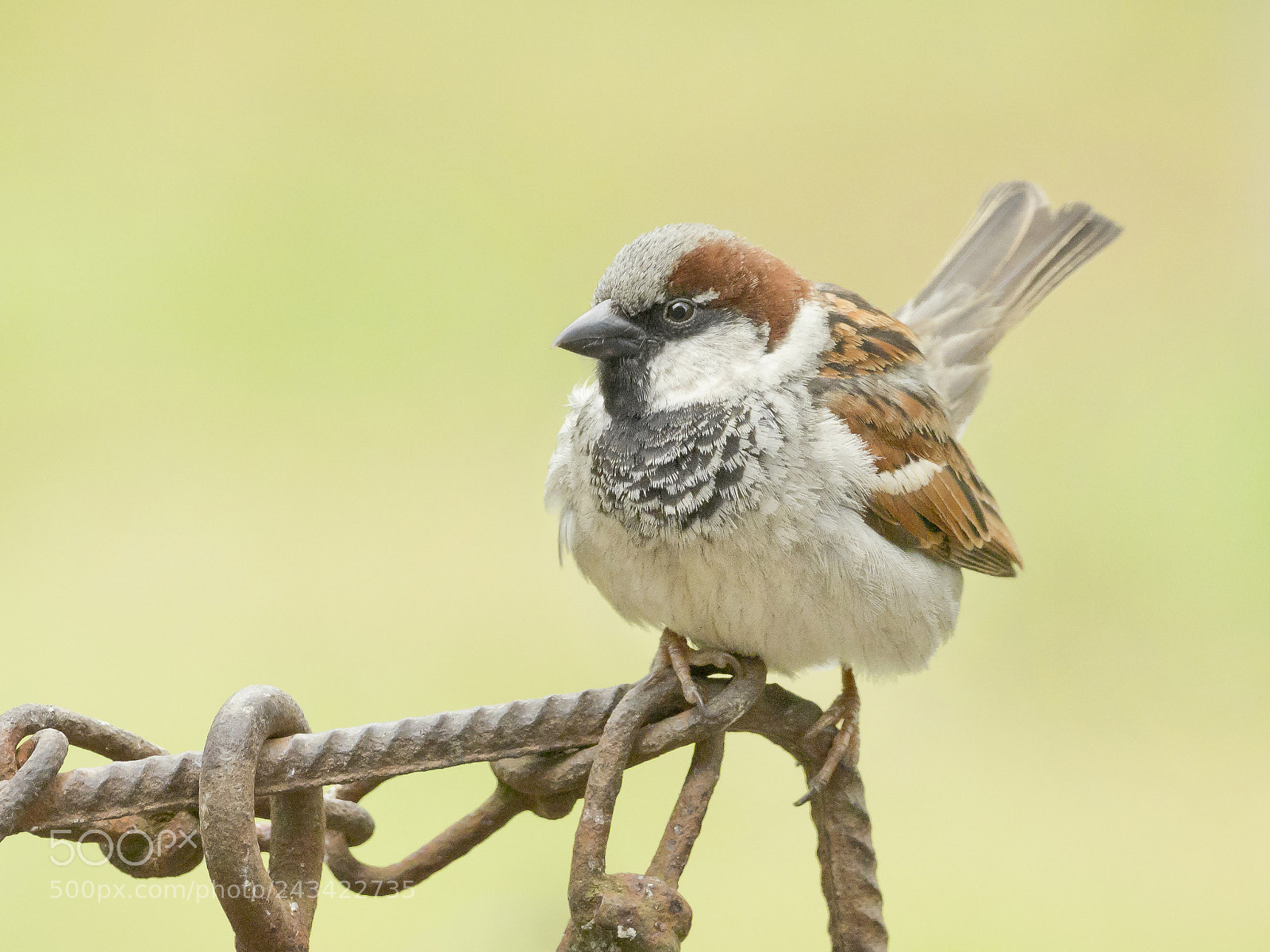 Olympus OM-D E-M1 Mark II sample photo. Tree sparrow photography