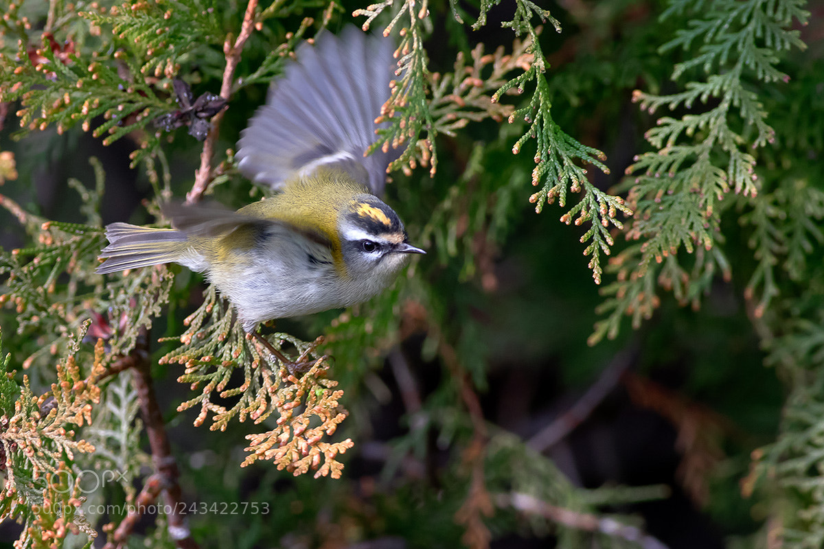 Canon EOS 7D Mark II sample photo. Instants of nature photography