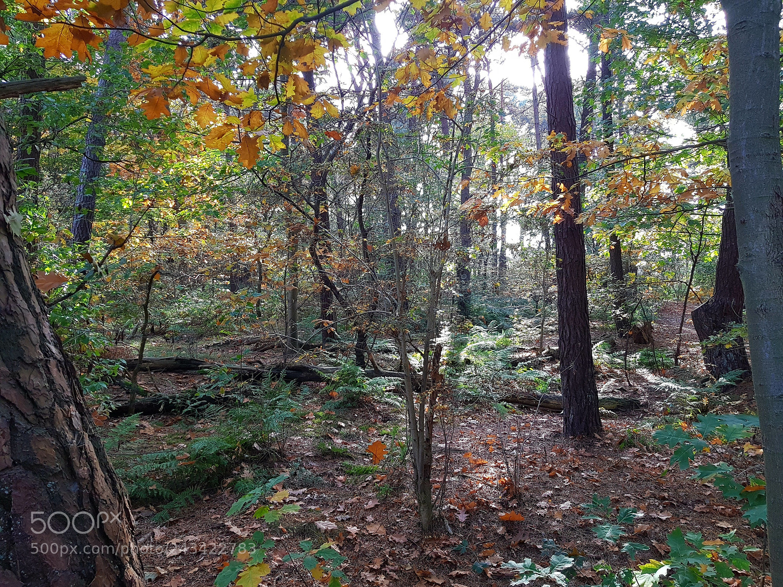 Samsung Galaxy S8 sample photo. Untitled photography