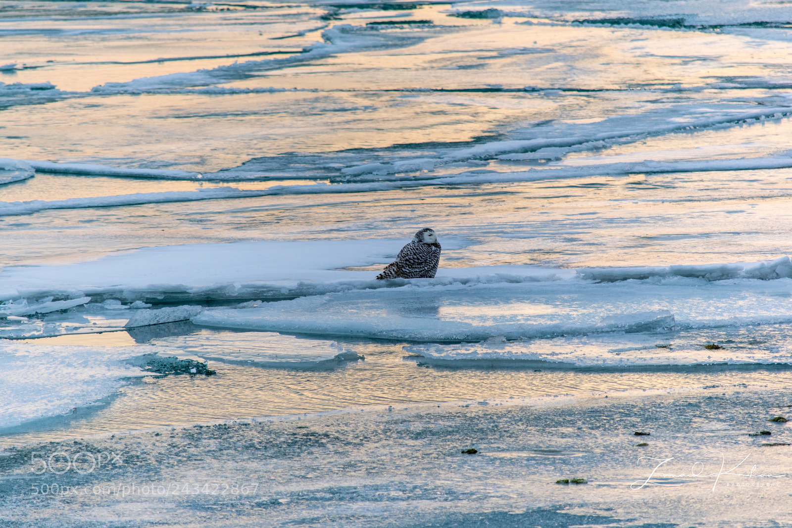 Nikon D3400 sample photo. Snowy owl photography