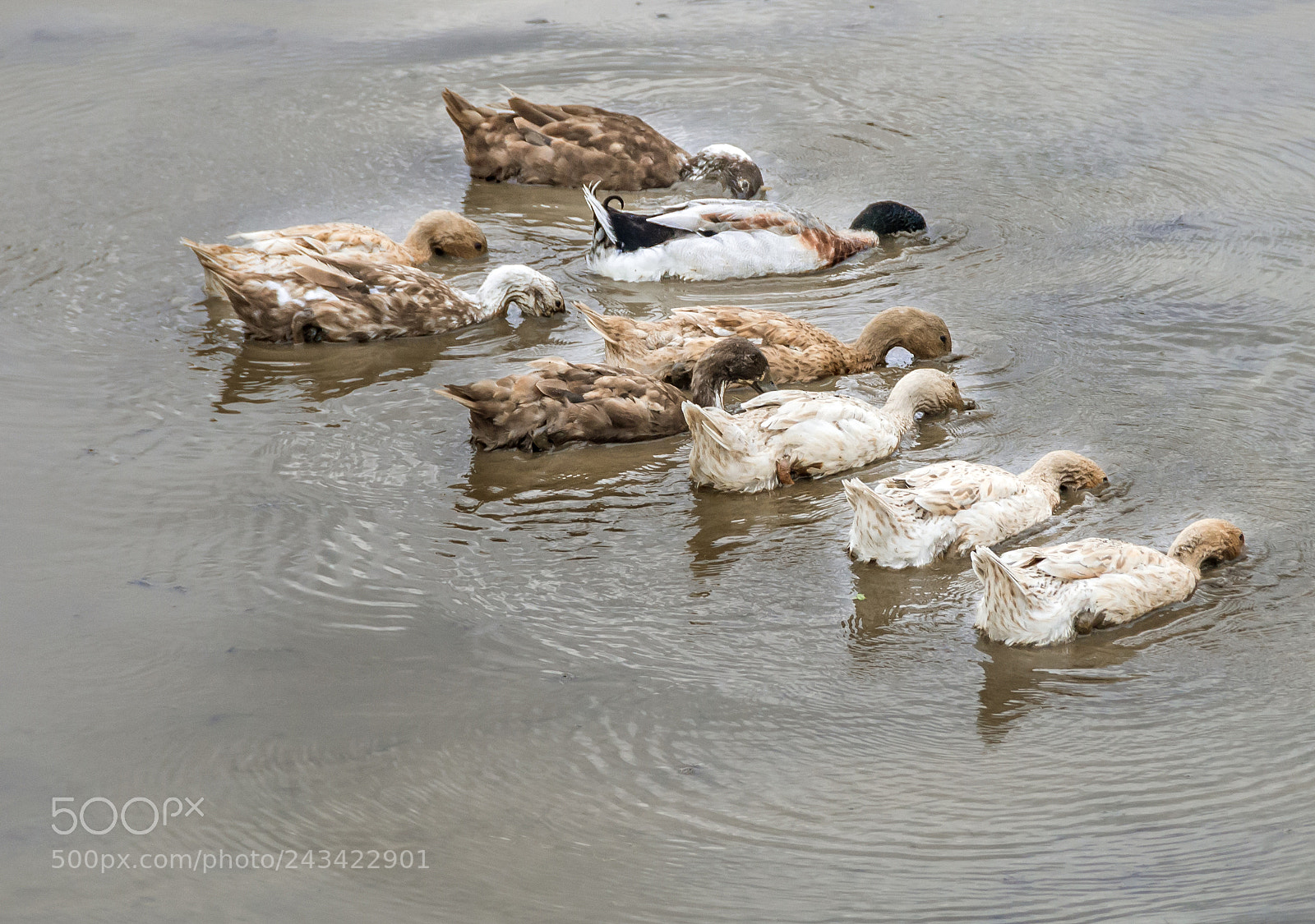 Nikon D600 sample photo. Ducks rank photography