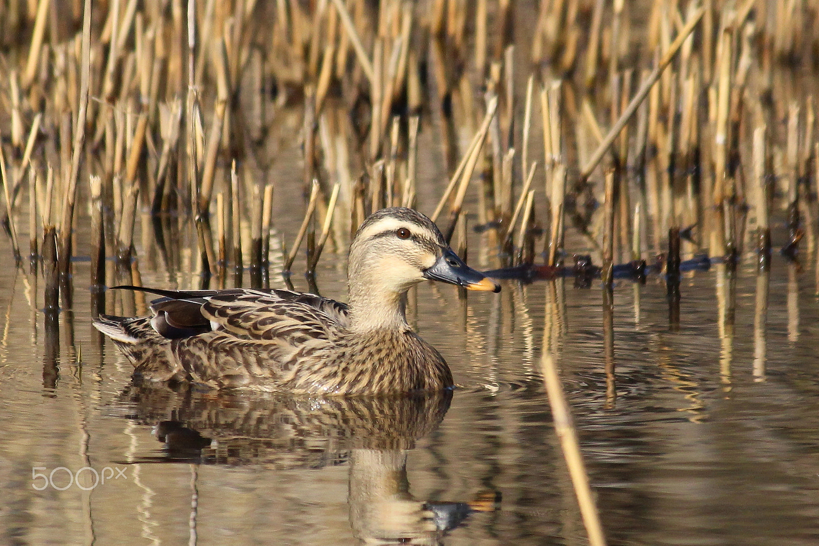 Canon EOS 100D (EOS Rebel SL1 / EOS Kiss X7) sample photo. Duck in pond photography
