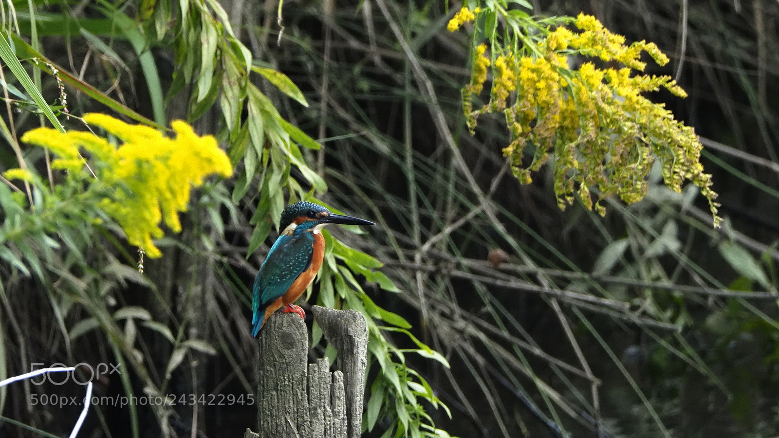 Olympus OM-D E-M1 Mark II sample photo. Territory patrol photography