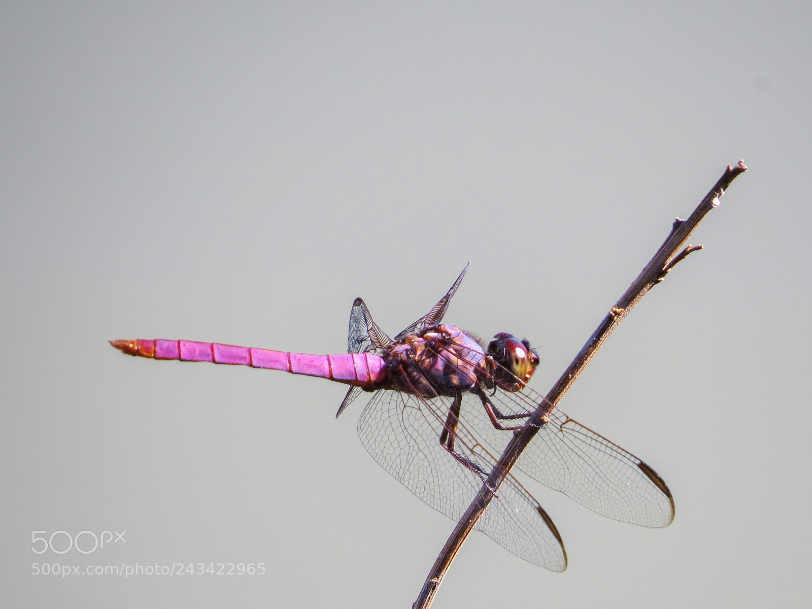 Canon PowerShot SX50 HS sample photo. Roseate skimmer photography