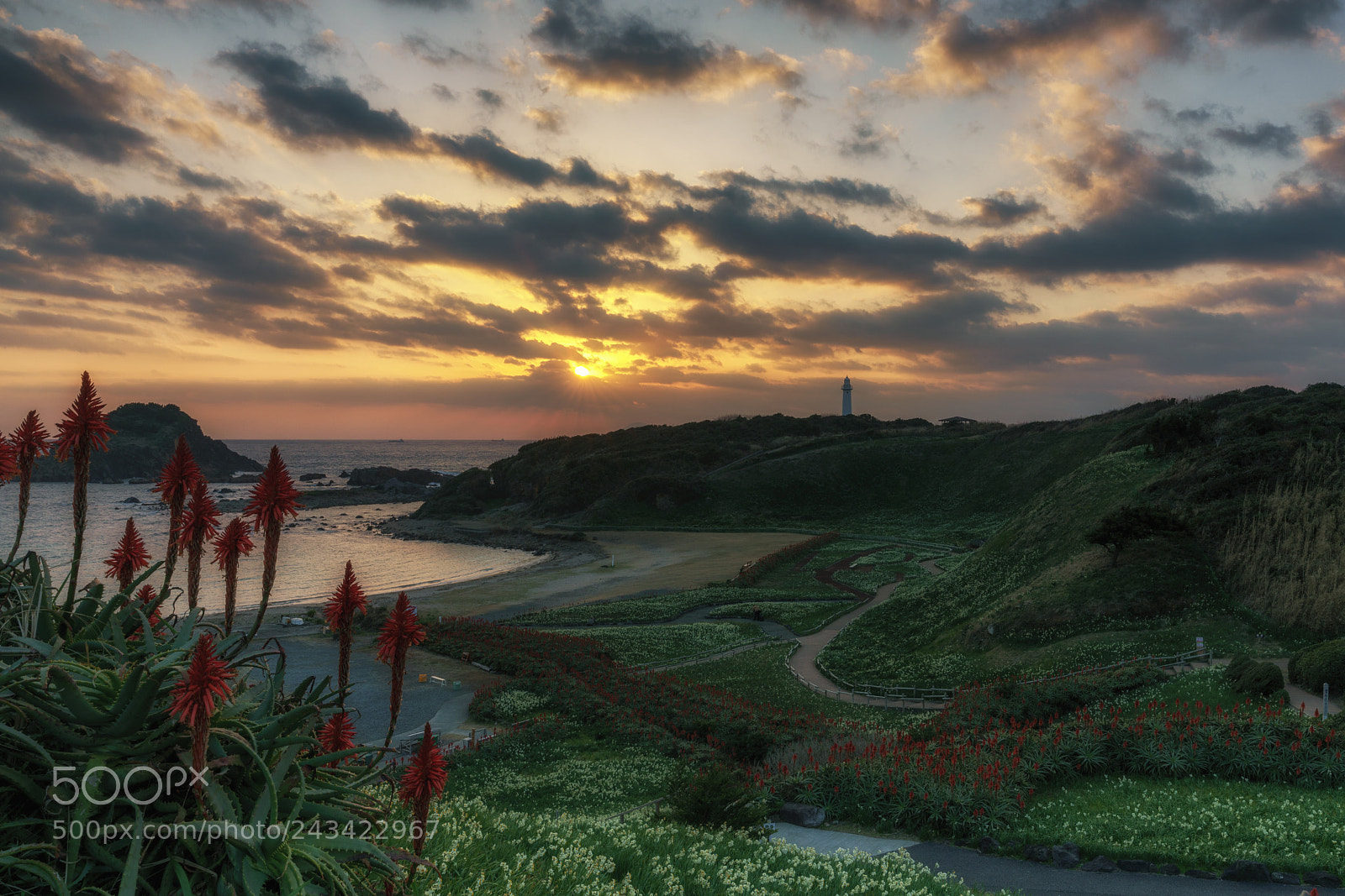 Sony a7R II sample photo. Cape of narcissus photography